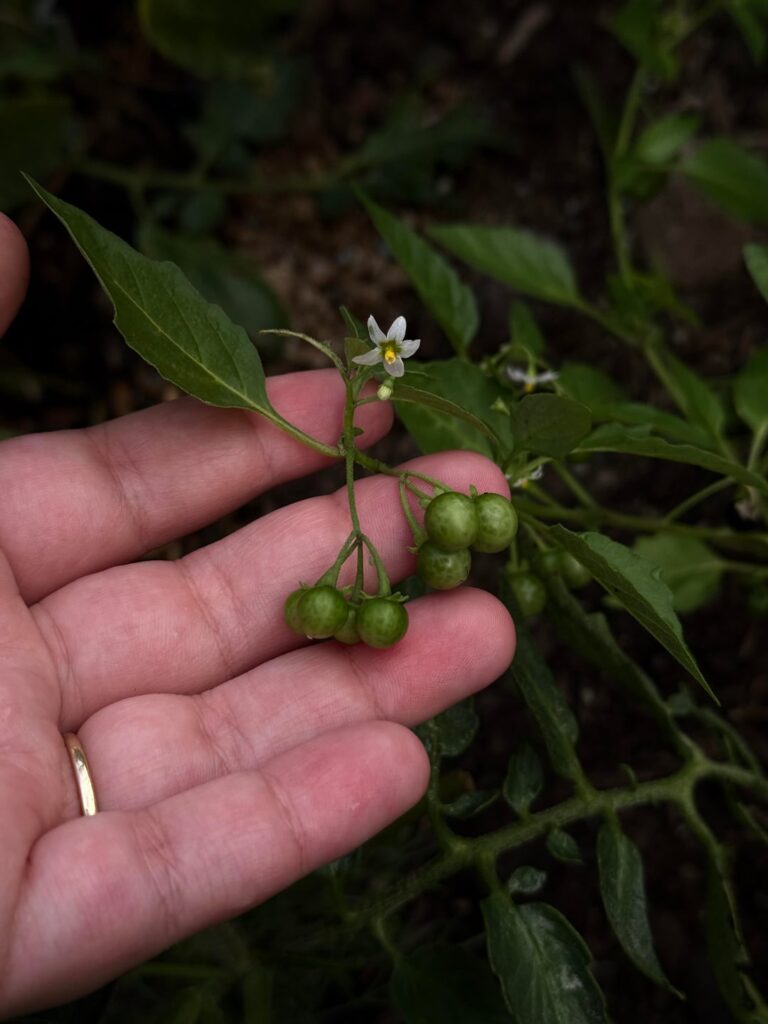 what's this plant that popped up in the pot with my carolina gold tomatoes?
