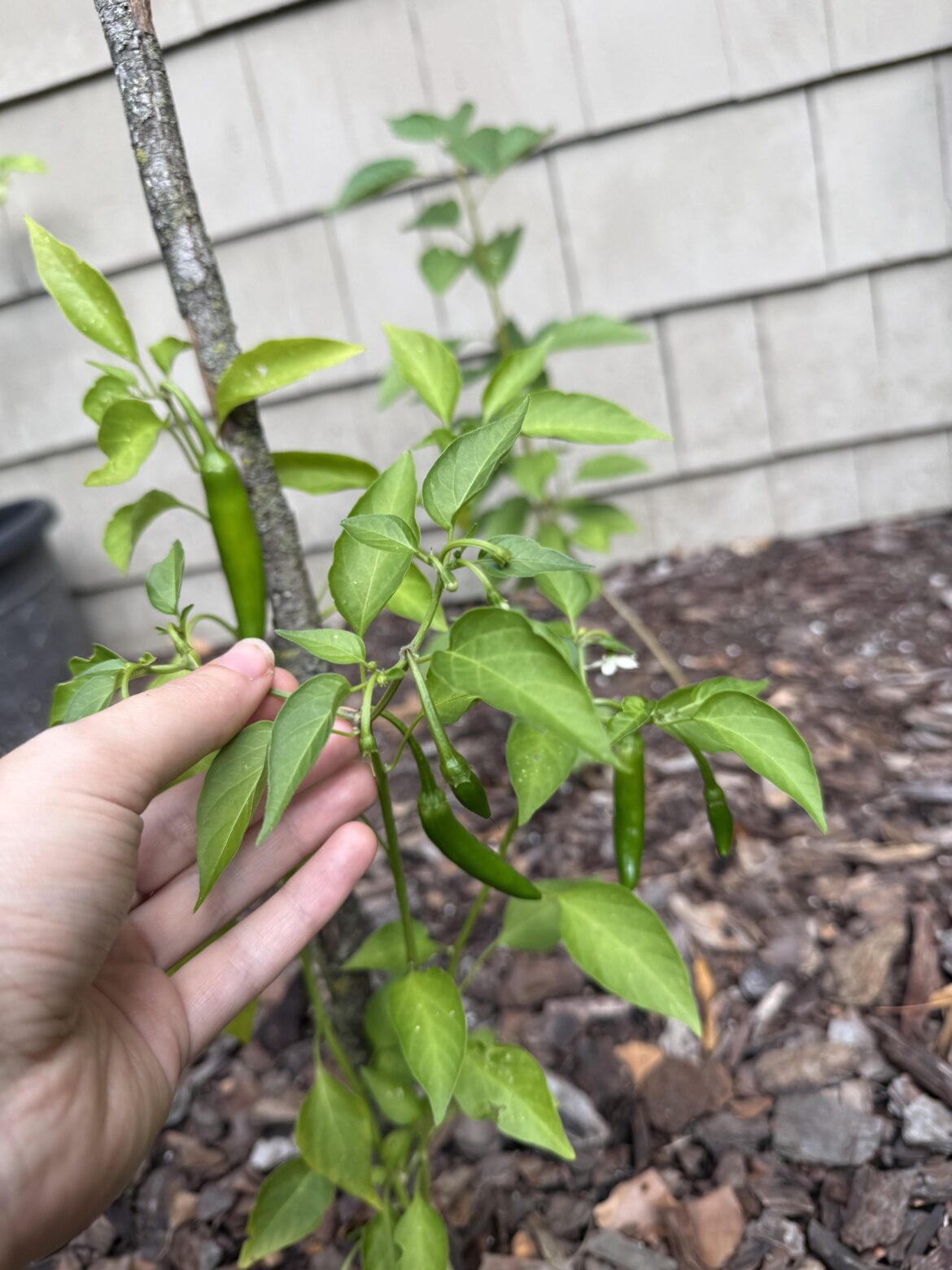 Serrano or jalapeño ??? Serrano or jalapeño ???