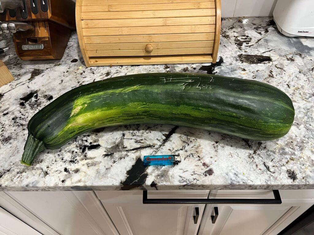 Went on vacation for 10 days and thought my mil was harvesting the garden while away…