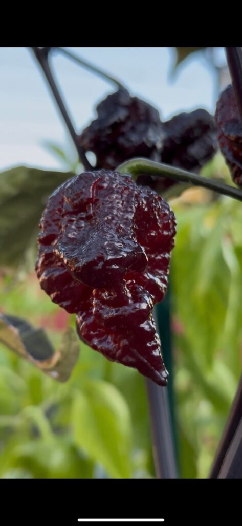 My meanest looking My meanest looking