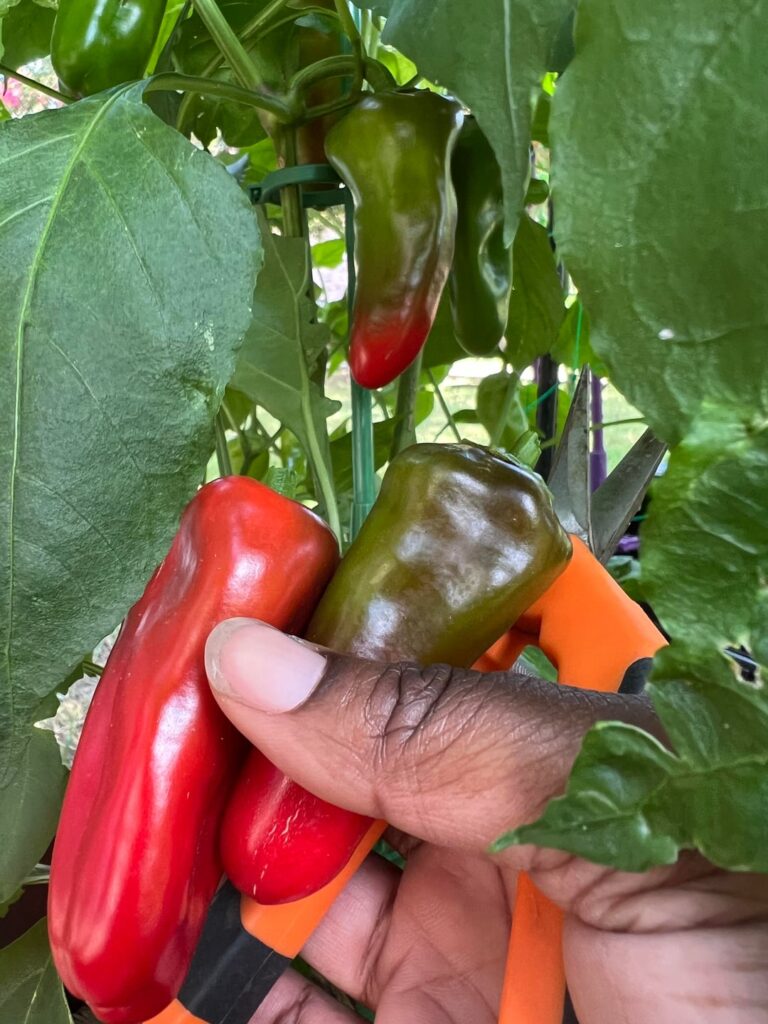 First Year Growing Sweet Peppers