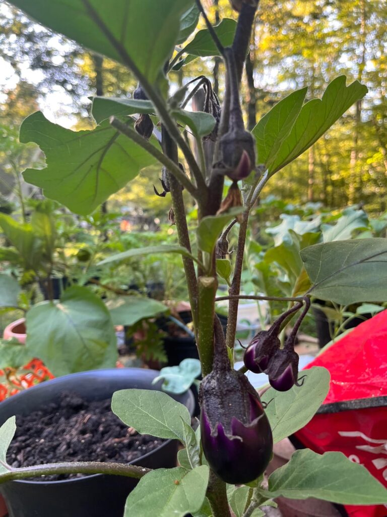 Woohoo. I’m not a complete failure my first season gardening.