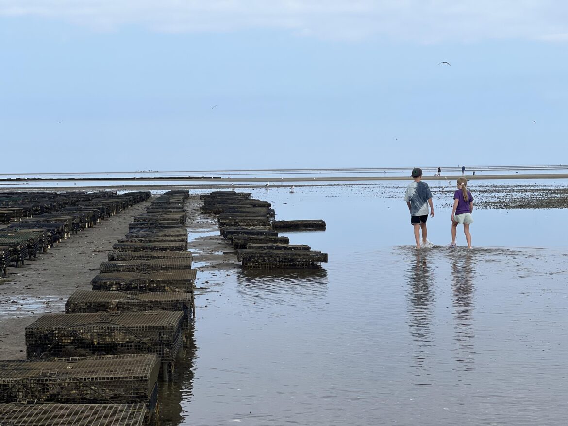 Oyster farm on Brewster flats, Cape Cod