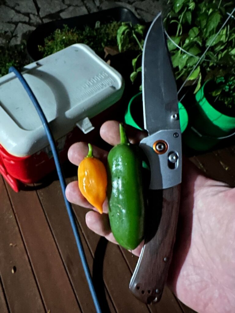 you gotta sneak up on the peppers at night while they’re sleeping.
