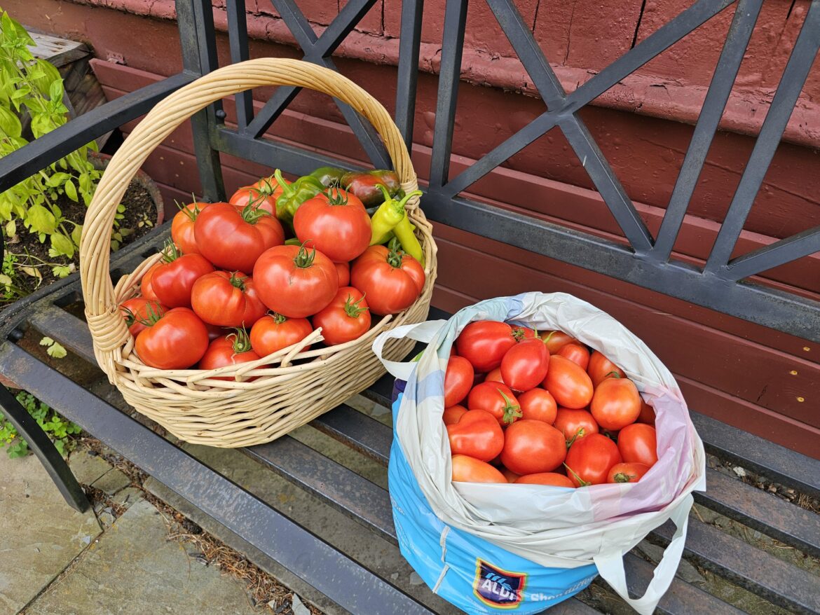 When you're overwhelmed with veggies, so you take all your surplus to work: