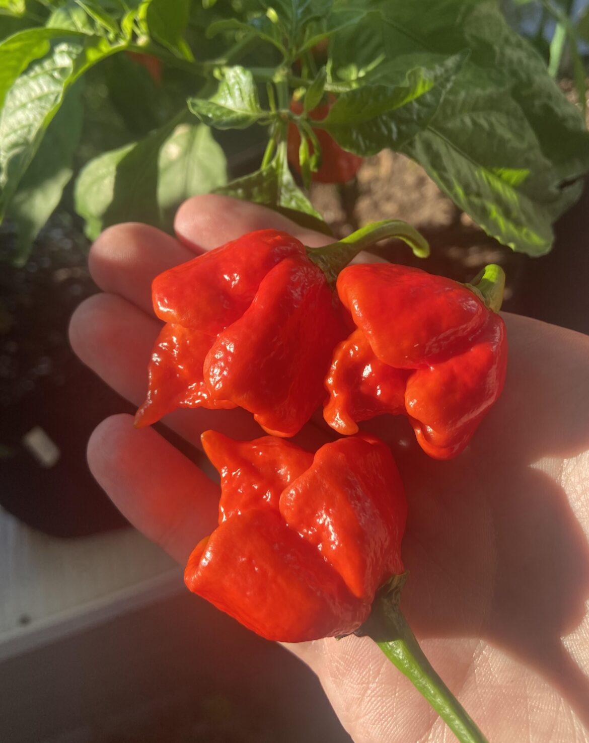 First ever 7 pot primos!