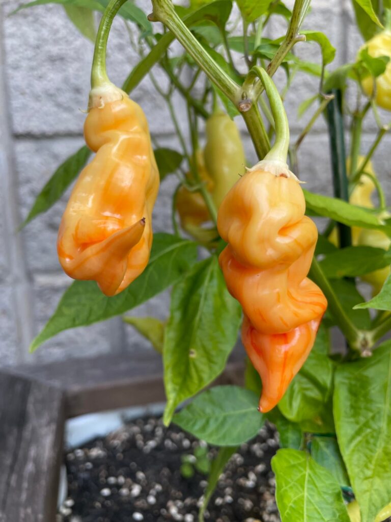 The strippening is finally happening