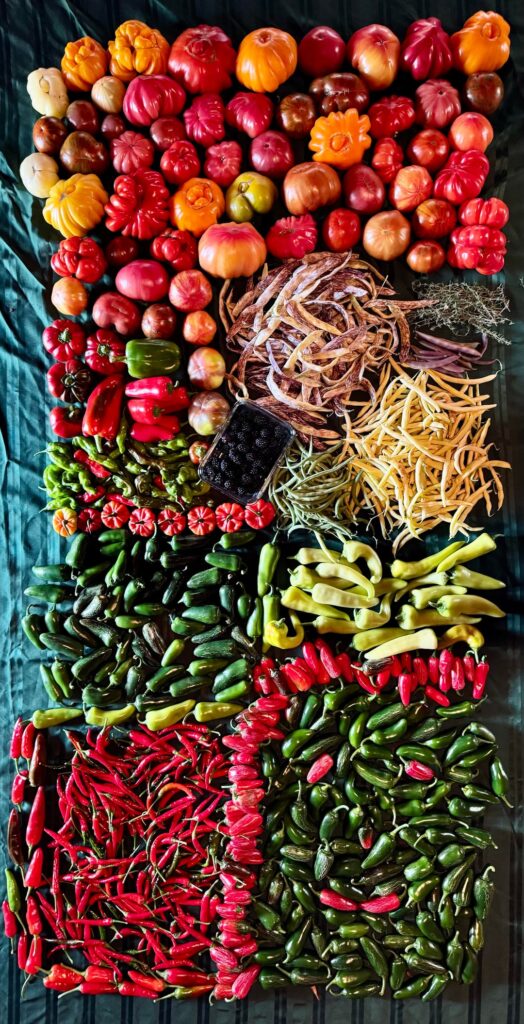 Today’s harvest is quite colourful