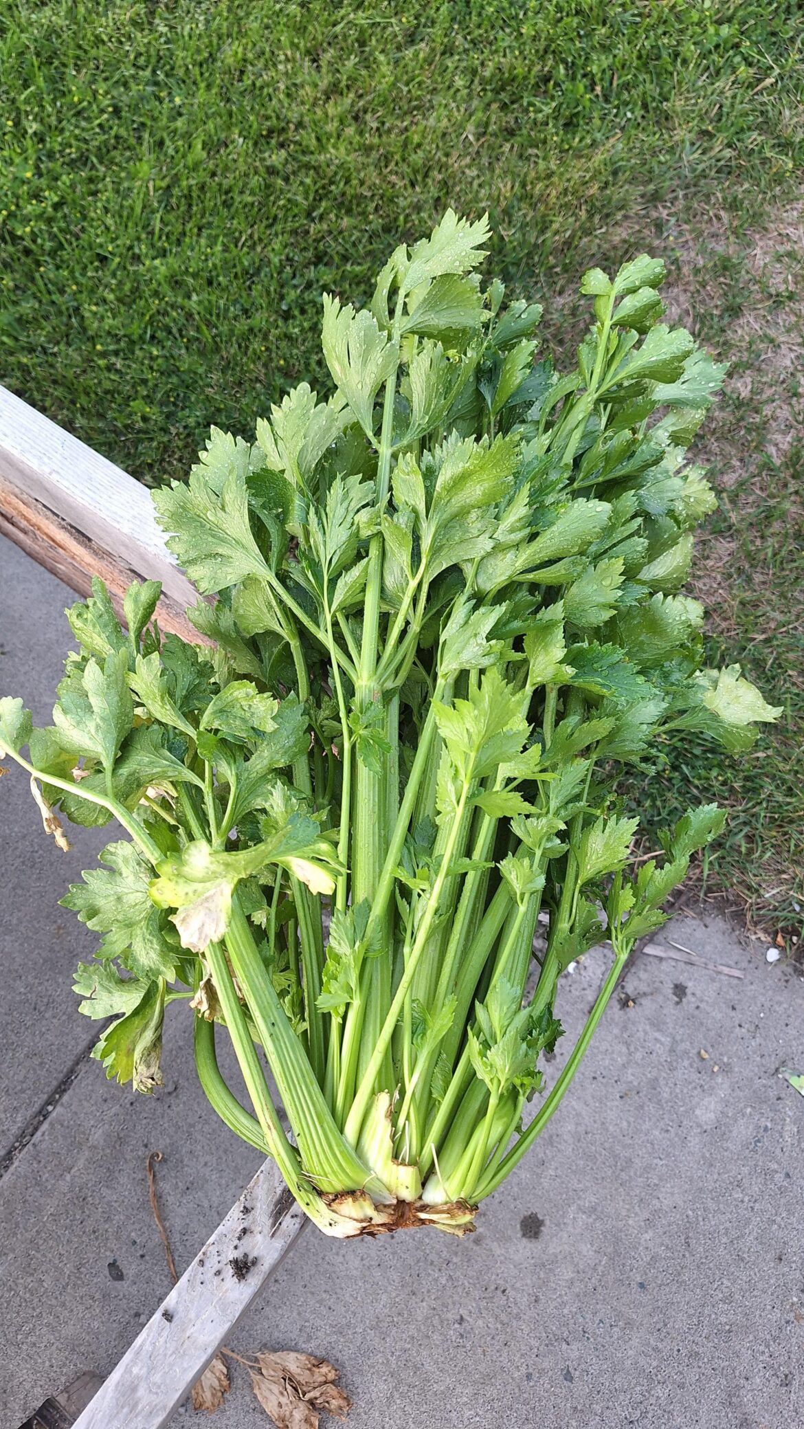 What did you grow for the first time this year that you're planning to plant again next year?