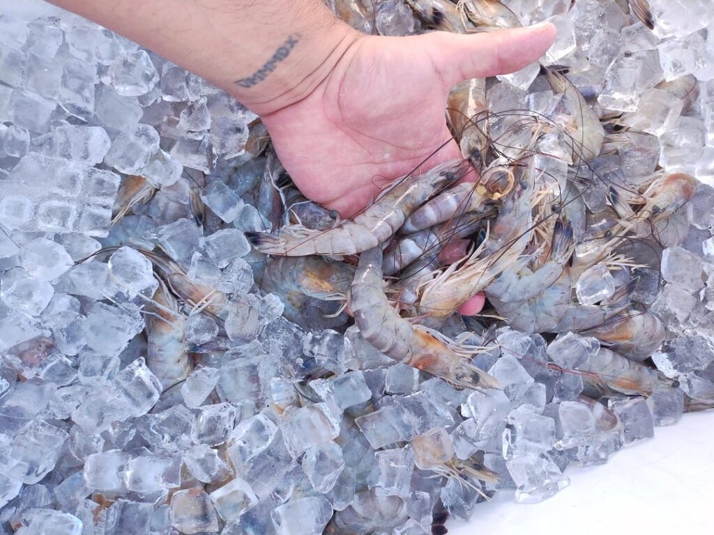 Shrimp wrapped in bacon and some mashed potatoes (homefield advantage)