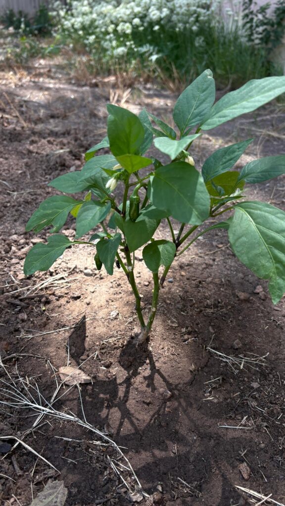Can anyone help me identify this plant? (Spontaneous grow after years of empty pot) Can anyone help me identify this plant? (Spontaneous grow after years of empty pot)