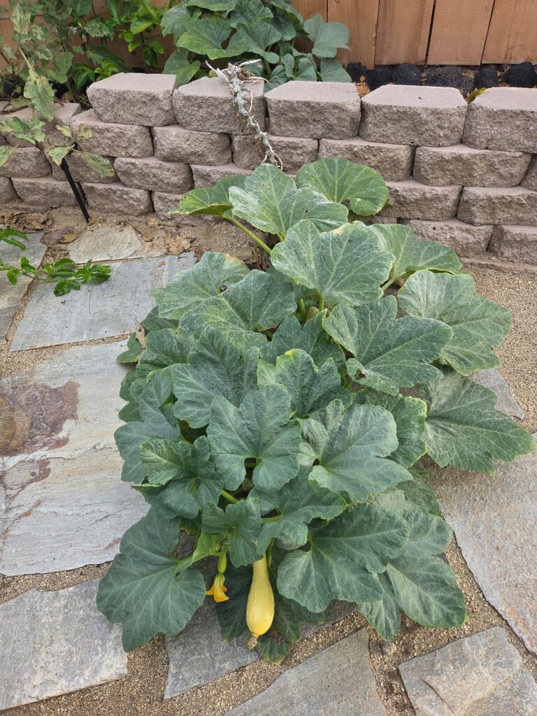 Why my crooknecks are yellow?