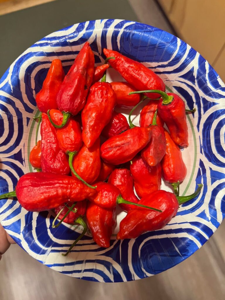 The pepper gods blessed me this week