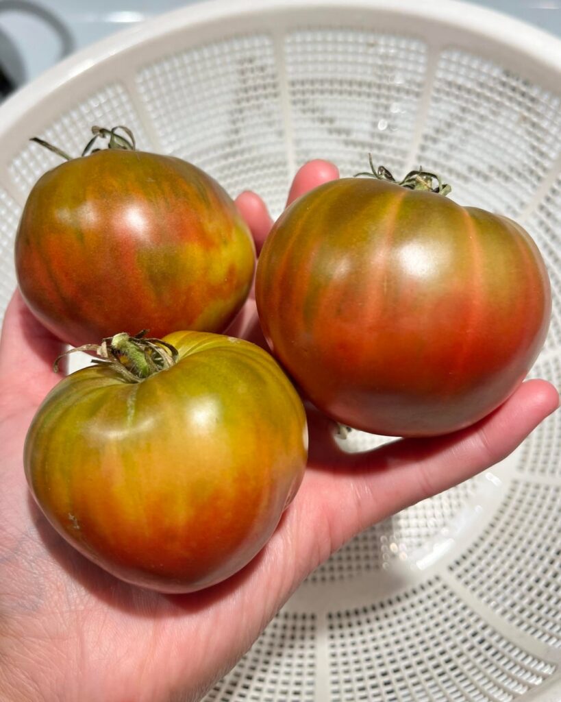 ‘Taiga’ and ‘Midnight Sun’