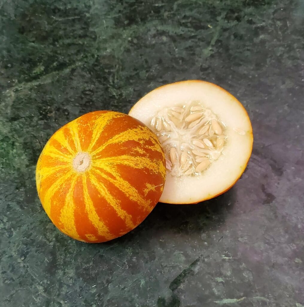 What small melons did you grow this year which you would recommend? I grew Tigger, Petit Gris, Minnesota Midget, Little Watermelon, and three others.