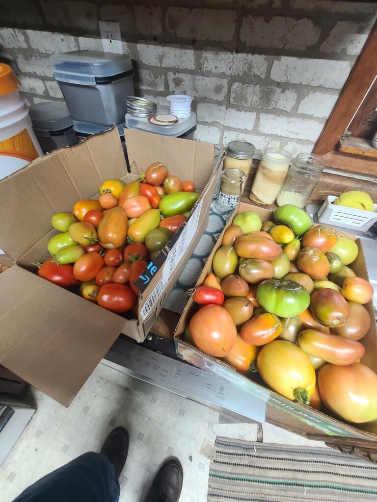25 plants, 3.5 & 5 gallon buckets, diy irrigation, 100lbs of tomatoes, first garden ever