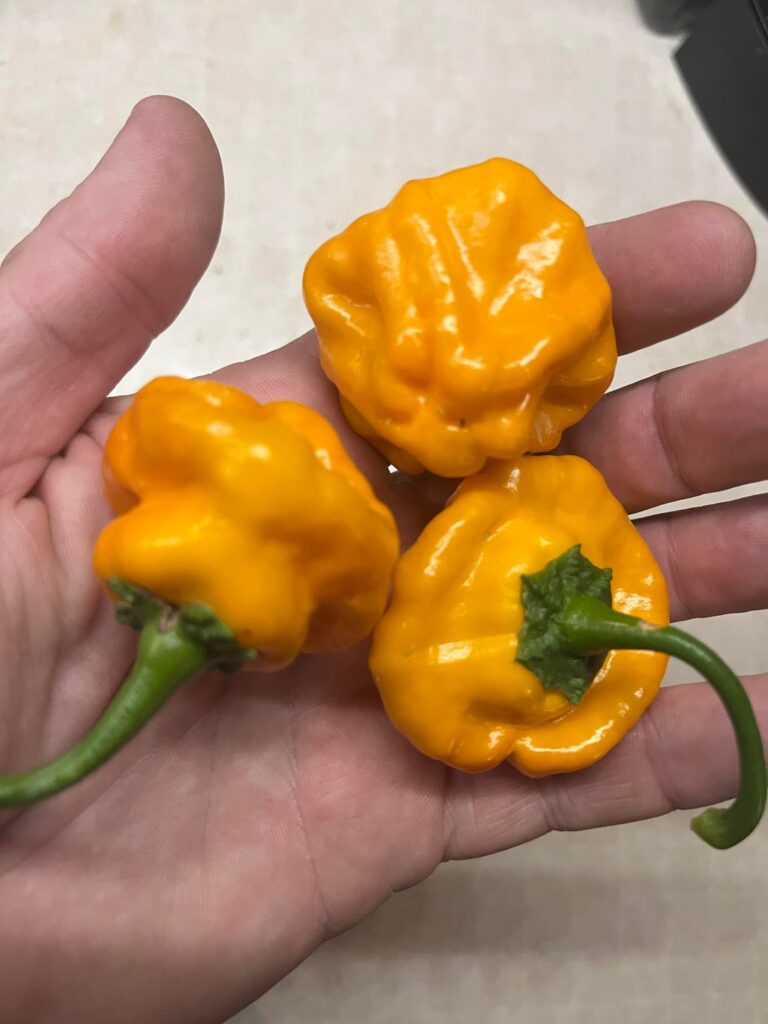 I suspect these are Jamaican Mushrooms and not Scotch Bonnets