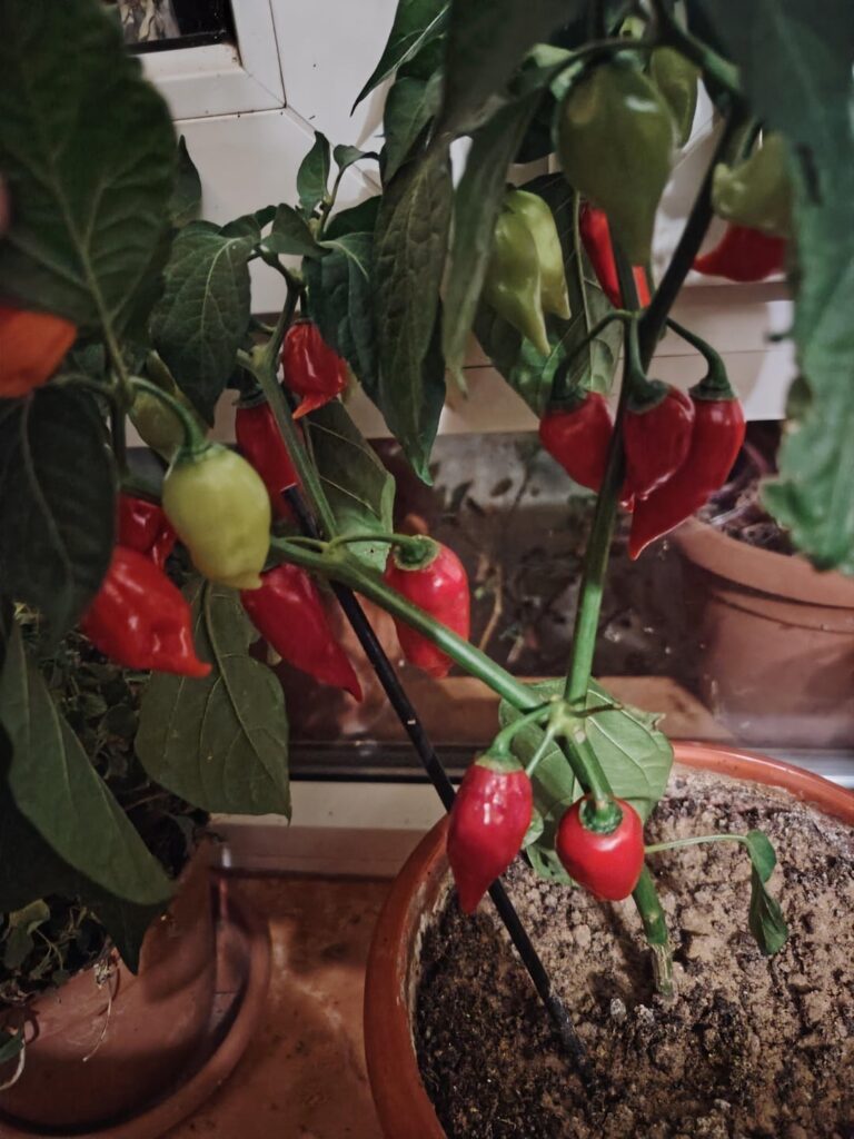 How hot could this Biquinho x Bhut Jolokia be?🌶️