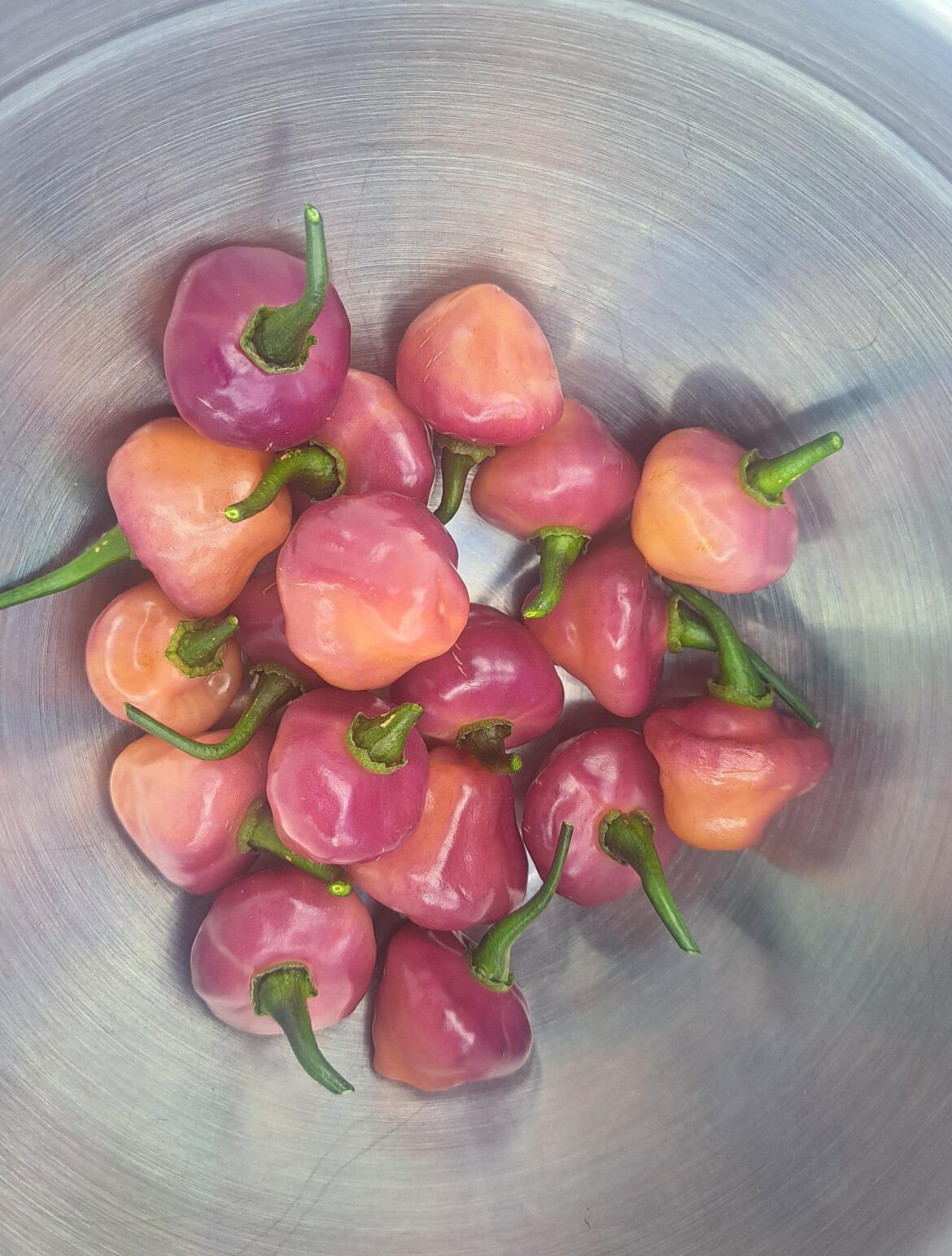First Harvest Of Cherio Roxa
