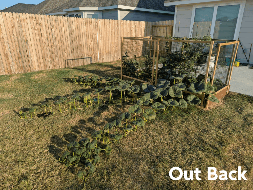 I need help. The pumpkin plant in my backyard has grown HUGE but it won't produce fruit. Any pumpkins that do get pollinated (by hand or bees) abort after a few days. Yet, out front, I have a pumpkin growing without issue.