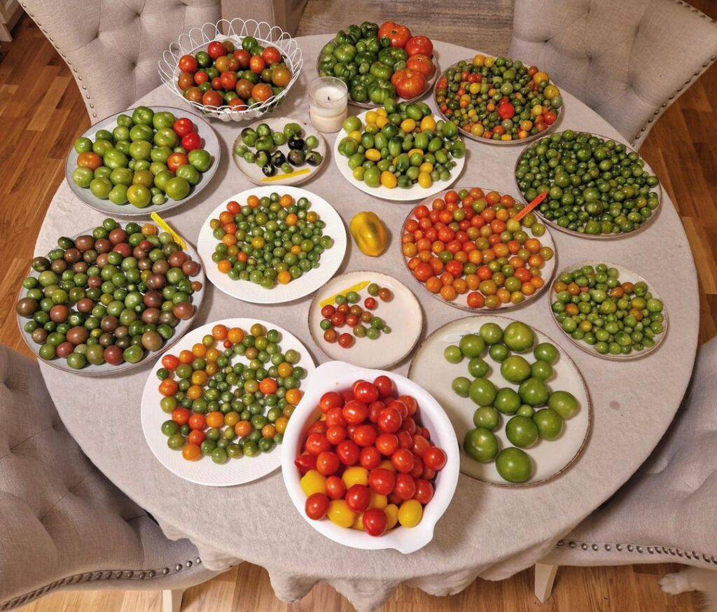 Last Tomato Harvest Last Tomato Harvest