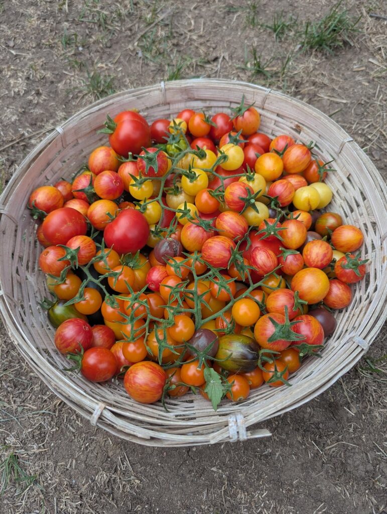 This is why I spend months on my tomatoes starting in January