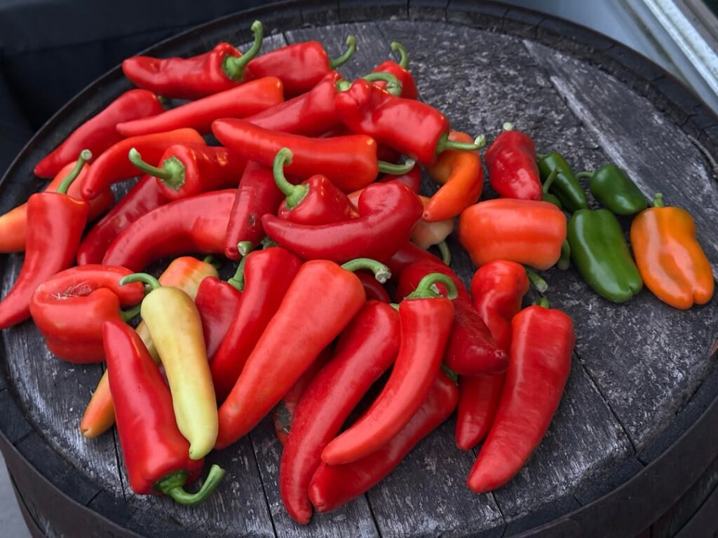 Peppers are doing wonderful this year! Anyone else’s gardens flourishing?