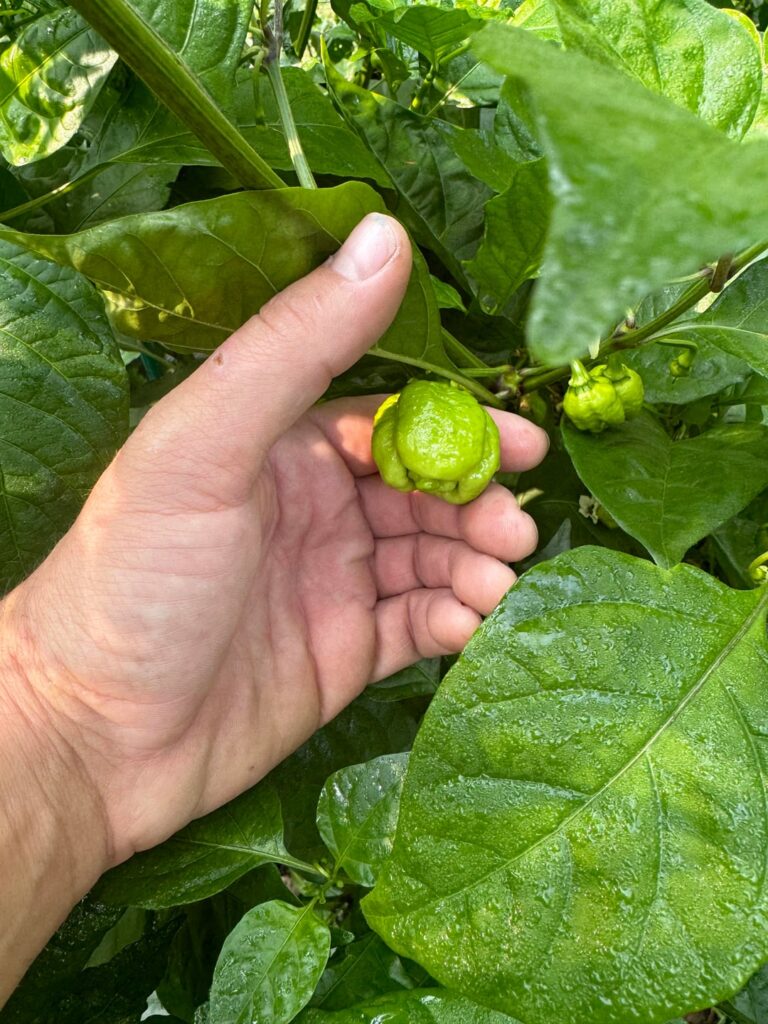 Peppers aren’t ripening and the nights are getting cold in southeast Ohio