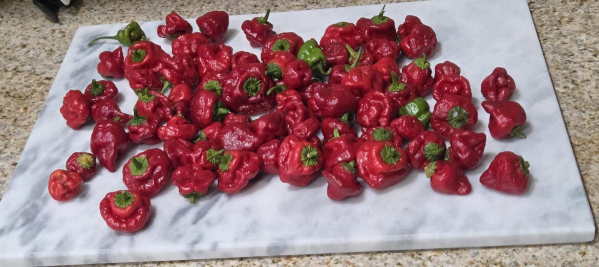 Final Scotch Bonnet harvest of the season