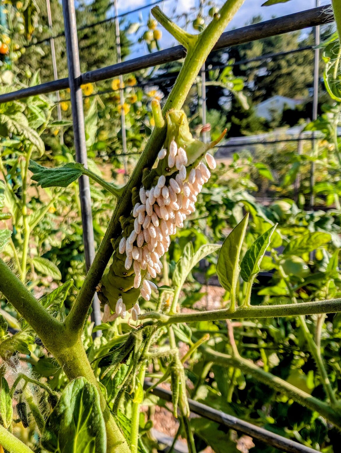 First hornworm in 15 years of growing and they got him!