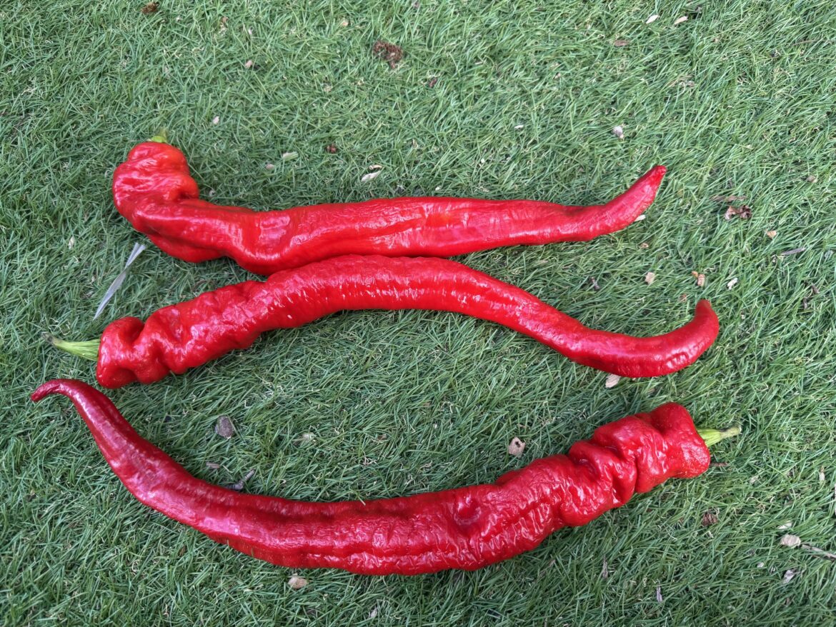 A friend at work give me these peppers. Not sure what they are. Can anyone help identify?