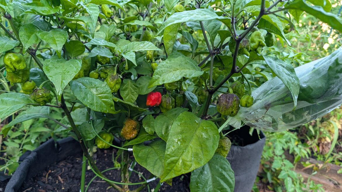 Pick peppers that won’t ripen in time? Pick peppers that won't ripen in time?