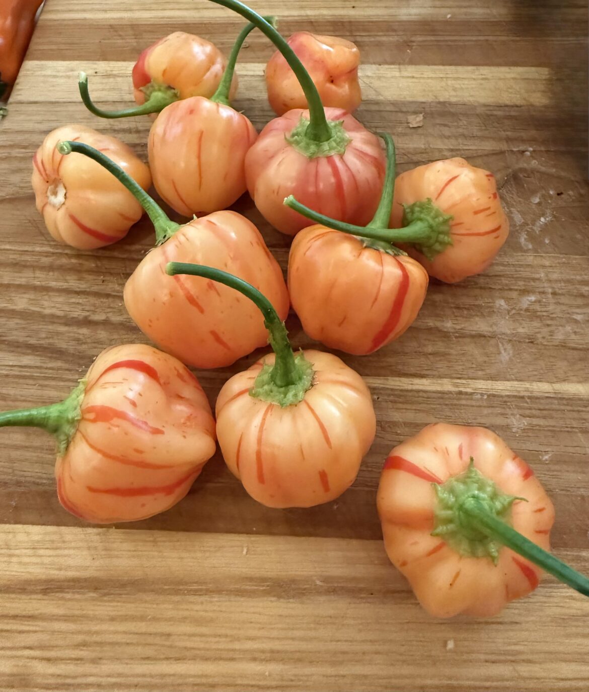Some Peach Stripey peppers I’m growing.