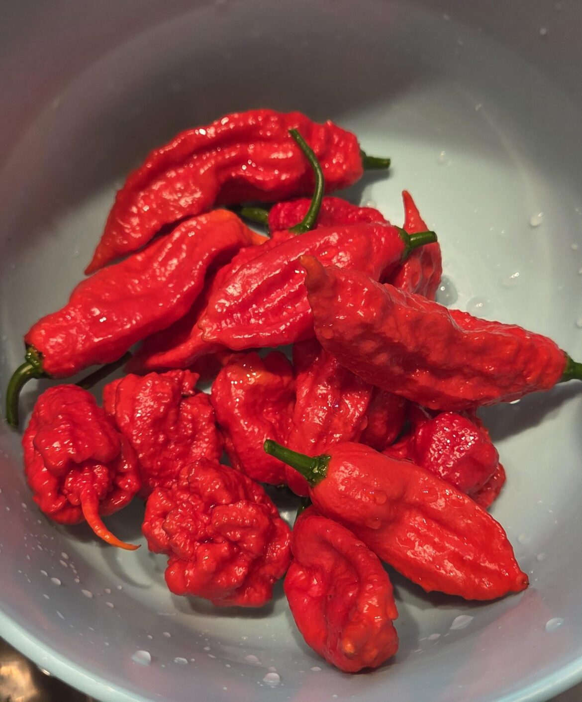 Evil looking little fellas.