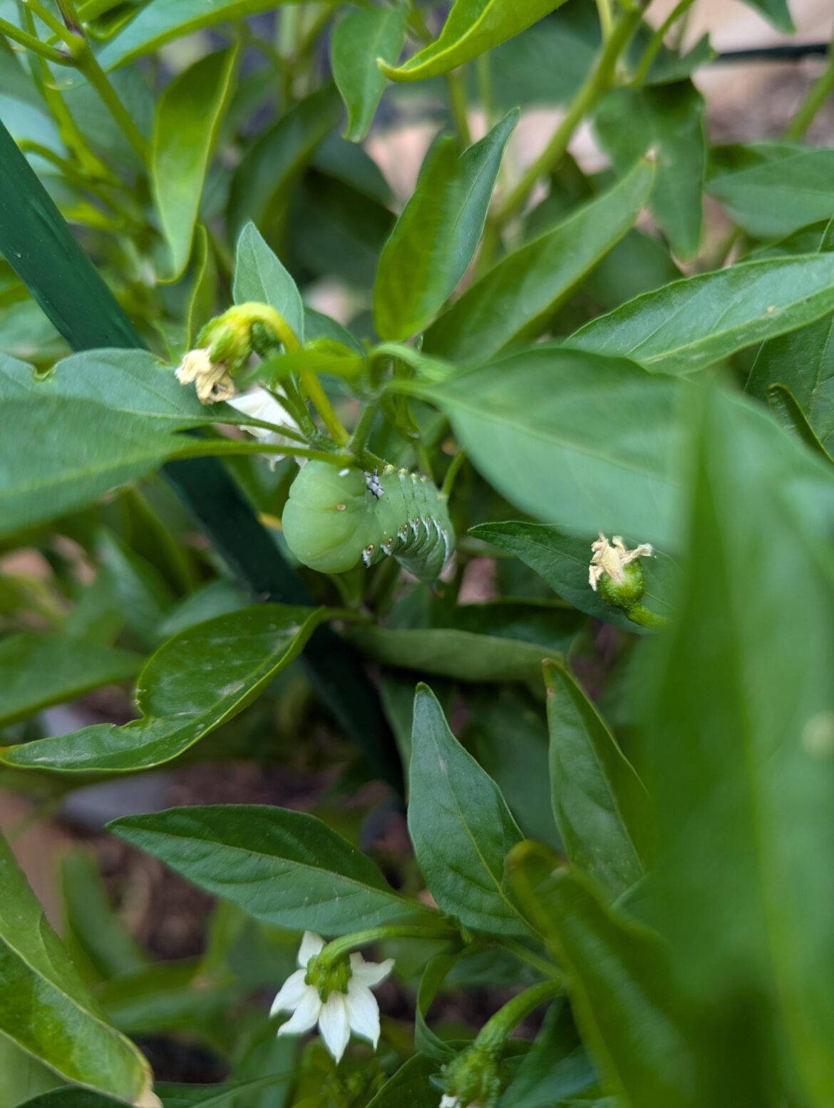 Finally found what's been munching on my plants