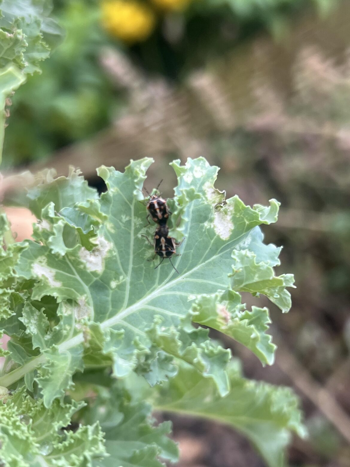 What are these little skank banks eating my kale while making more skankity bankities?
