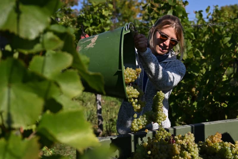 Germany sees smallest wine harvest in 15 years, institute reports Yahoo news home