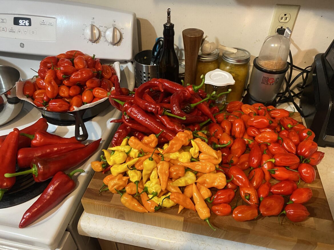 Attempting fermented hot sauce for the first time