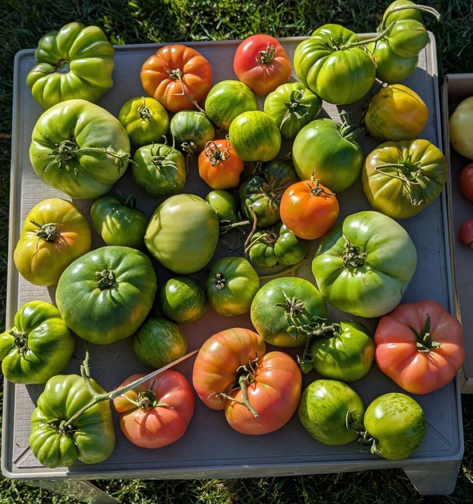 Last home garden heirloom tomato harvest of the year (w/ 4 pics)