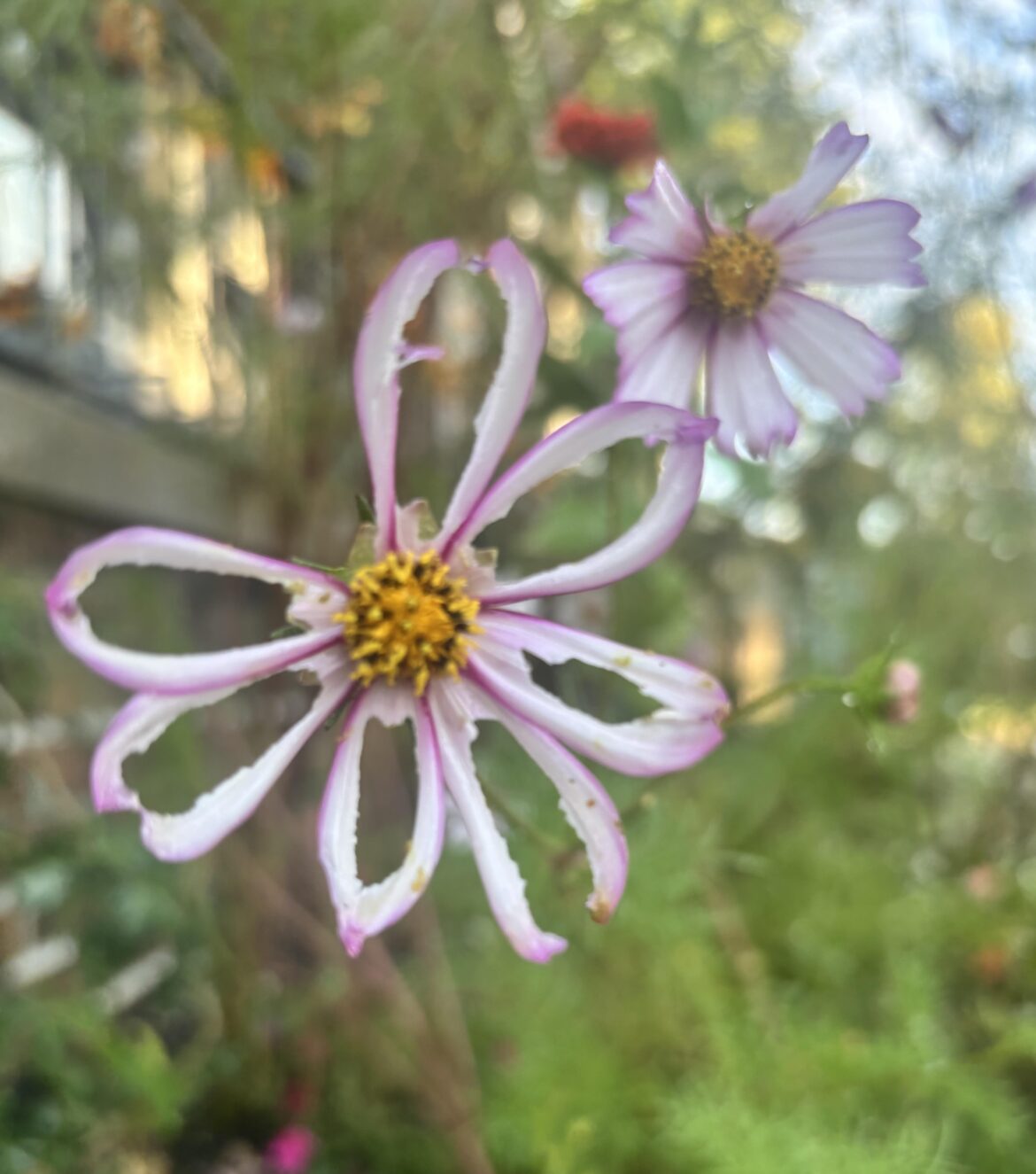 Nature-made onion rings