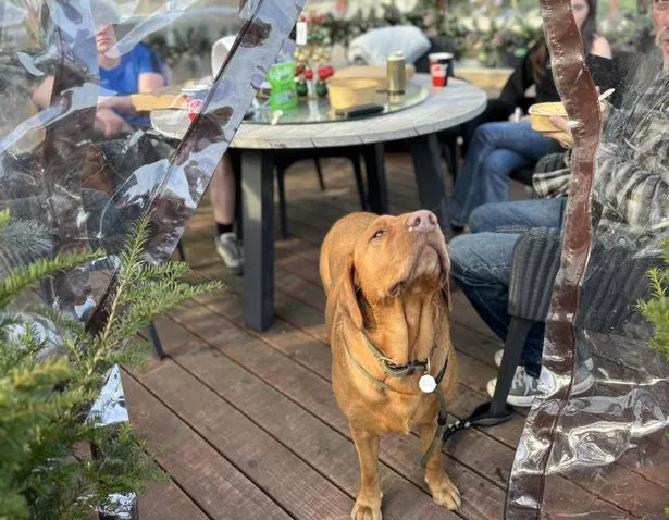 The pods are dog friendly 