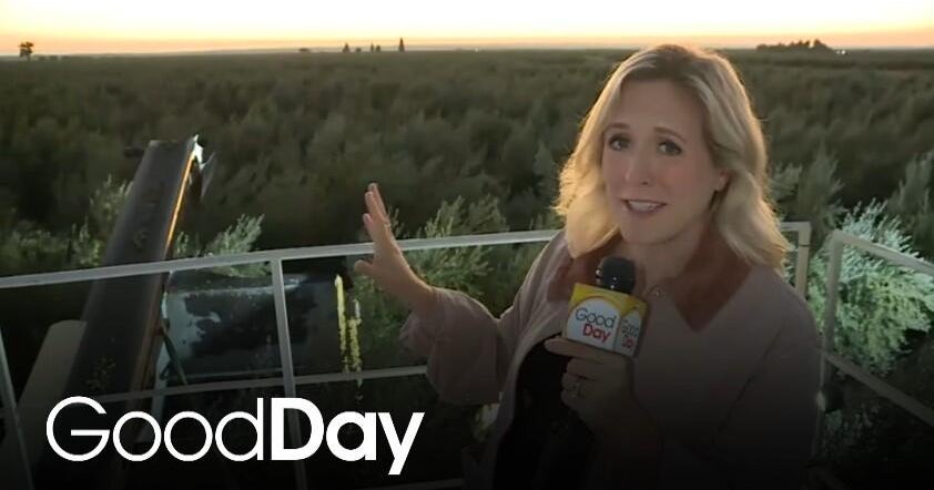 Molly is at Cobram Estate Harvesting Olives! Molly is at Cobram Estate Harvesting Olives!