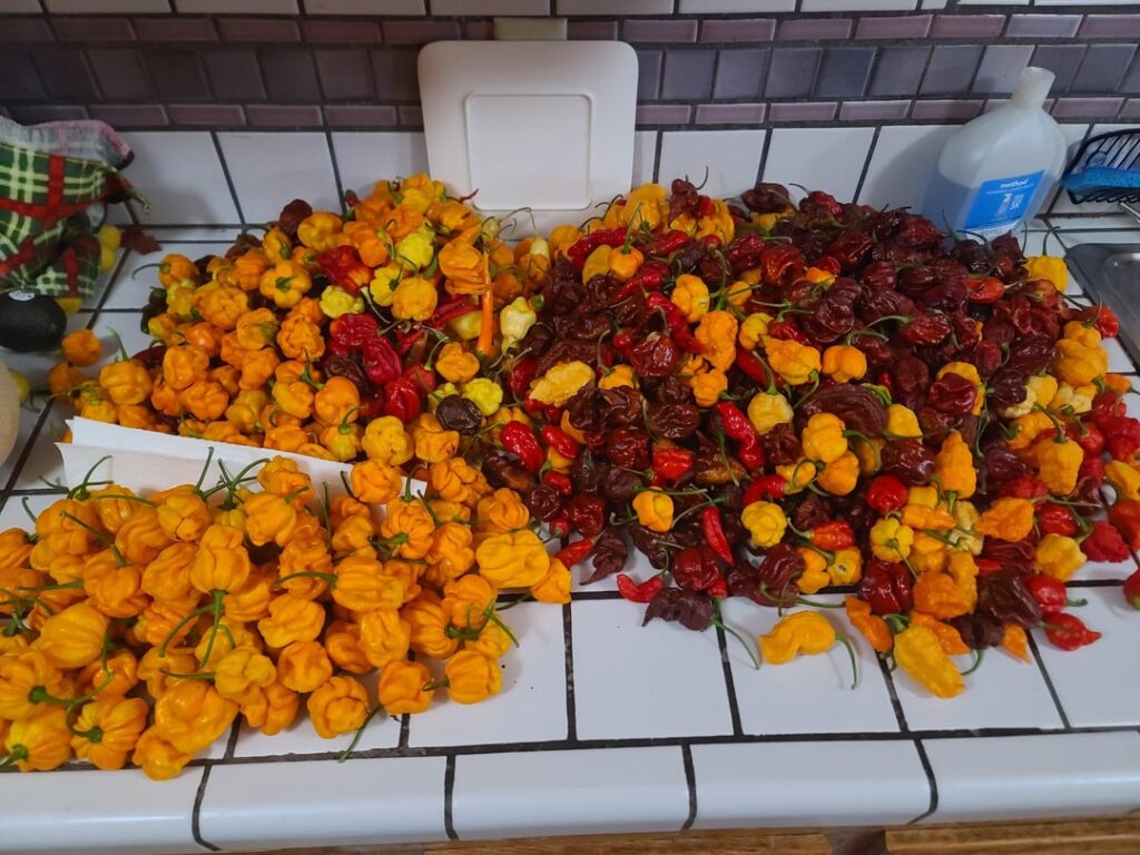 Final big harvest of the year! Time to start saving seeds for the seed exchange!