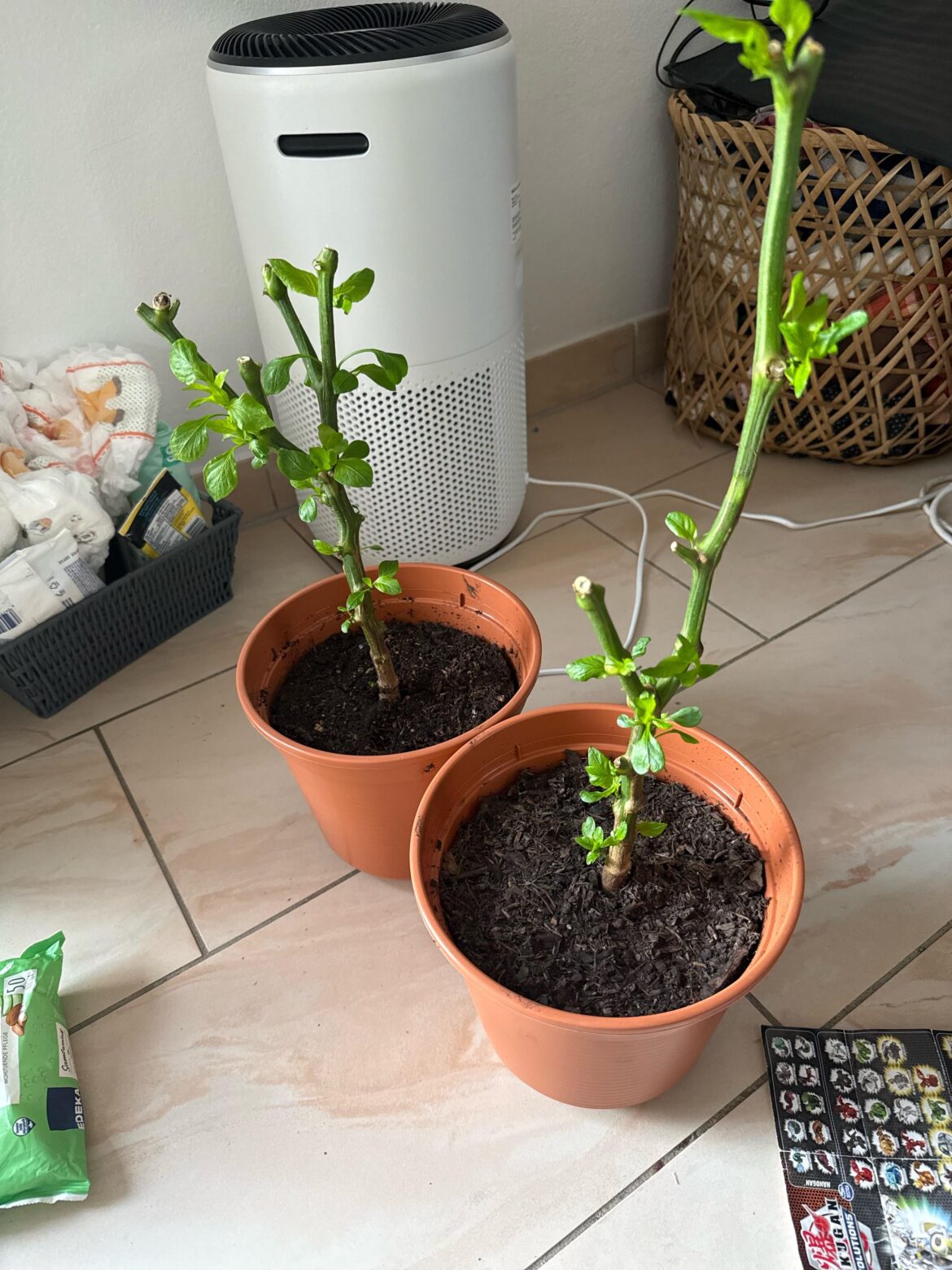 Overwintering and dormancy? Overwintering and dormancy?