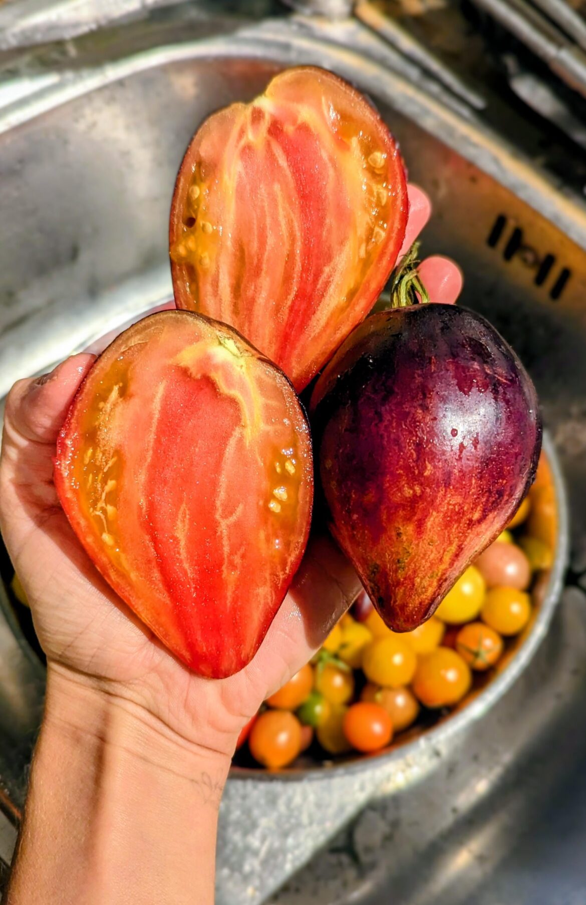 Sofia's sweet caramel , such a beauty 🥰🥰🥰