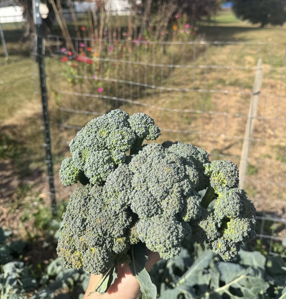 Broccoli bouquet!