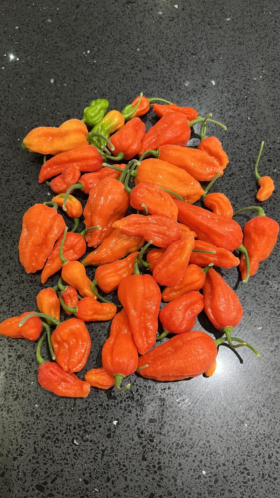 Ghost pepper harvest