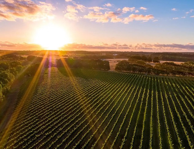 Howard Park (pictured) is located in the Wilyabrup sub-region of Margaret River. It is one of a number of wine producers in the region to be recognised at The Royal Adelaide Wine Show