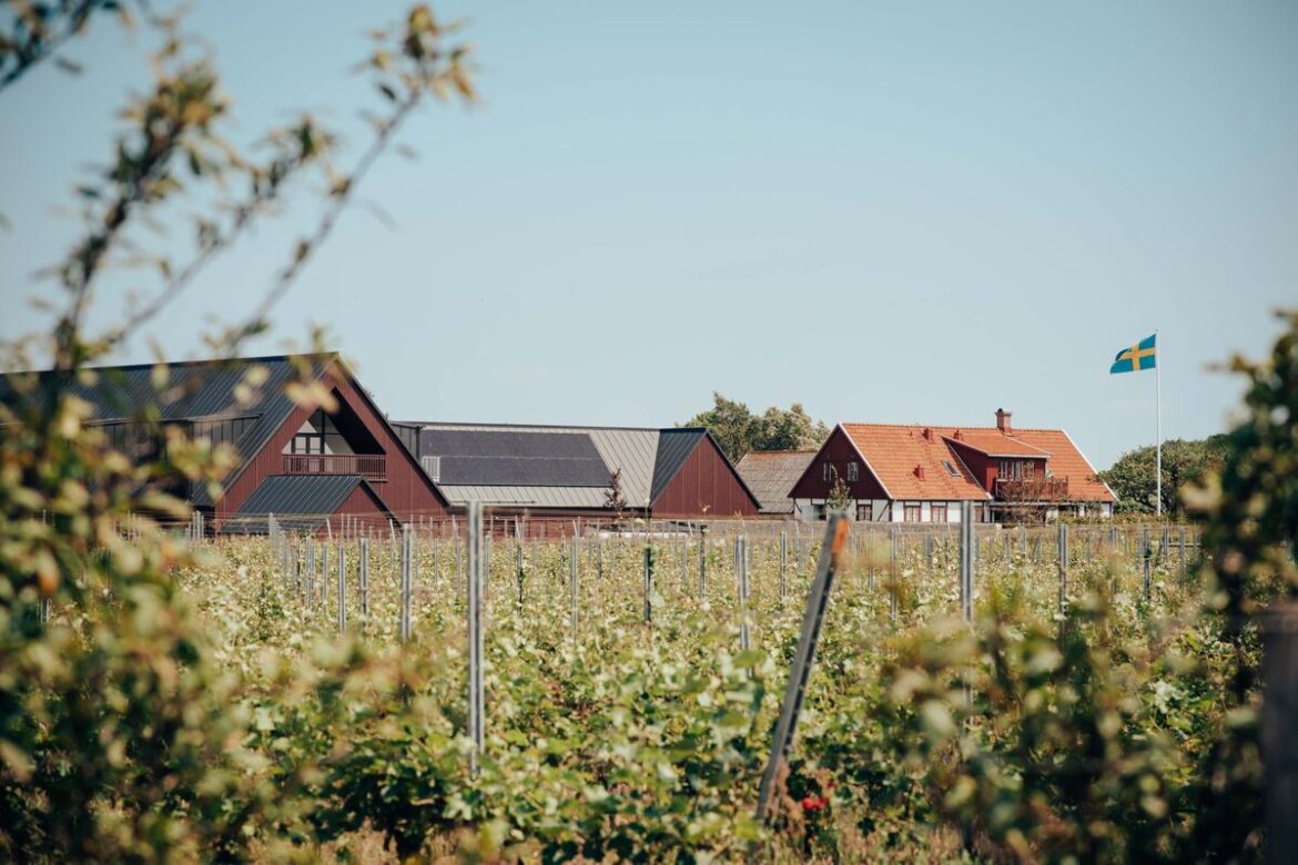 Sweden Emerges as Unlikely Land of Wine as the Global Industry Struggles