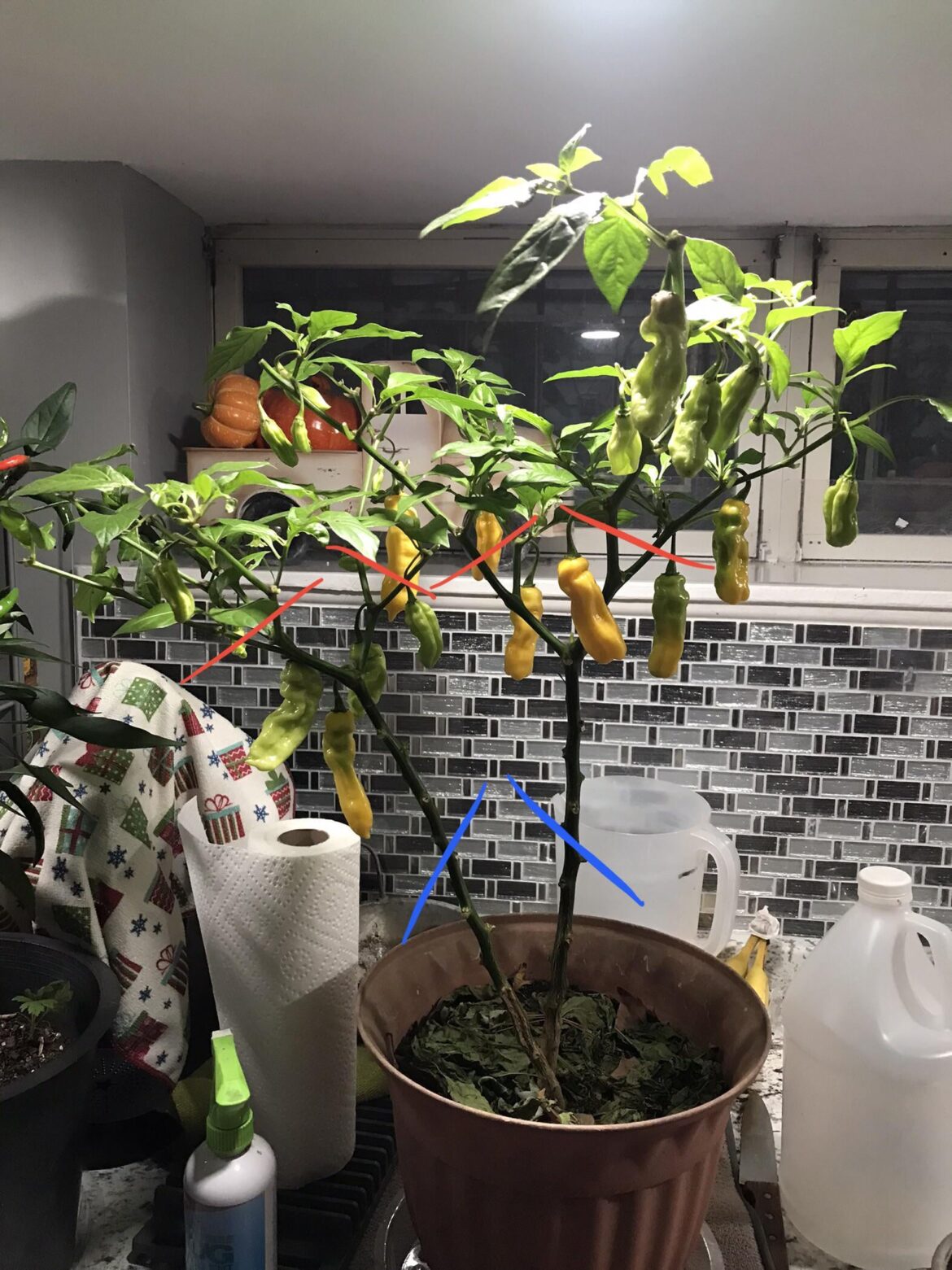 Red or blue? Would like to over winter. “Madame Jeanette” from Surinam, sister in law brought a homemade pepper sauce. Only 1 seed was viable out of 40 I picked out.